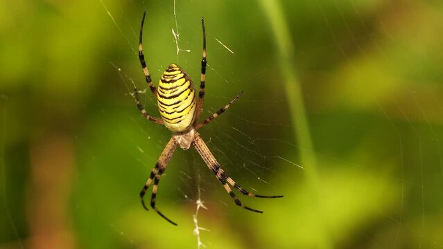 A female wasp spider (wasp spider) sitting in its cobweb