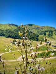 wild plants in front of a panorama of a mountain valley on a sunny summer day in the massif central...