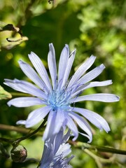 close-up of a small mountain flower with blue petals on a summer day in its natural environment  © Christophe
