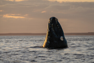 Southern right whale is breaching around the Valdés peninsula. Rare right whales during mating time. Cetacean surfacing behaviour. - obrazy, fototapety, plakaty