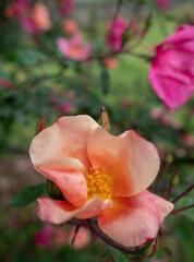 Close Up of Beautiful Orange Starburst Rose