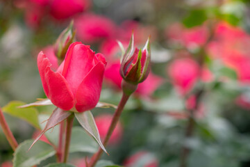 Close up of Pink Rose bud