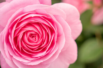 Close up of Pink Rose Heart