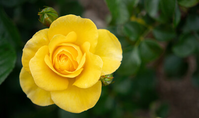 Best Wishes floribunda Rose