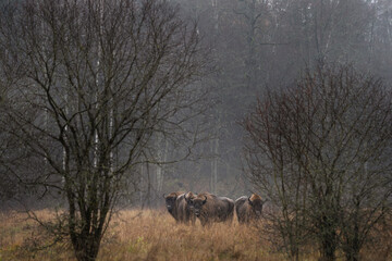 Naklejka na ściany i meble Group of european bison during rain in Bialowieza national park. The zubr on the meadow. Huge bull is resting between trees in Poland. 