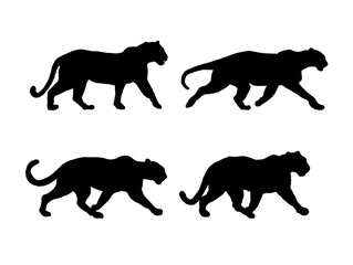 Set of silhouette of jaguar, panther - vector illustration
