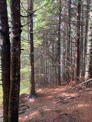 footpath in the woods