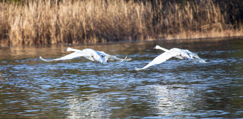 Fototapeta premium Trumpeter Swans - Alcona Dam Pond - AuSable River Wild & Scenic