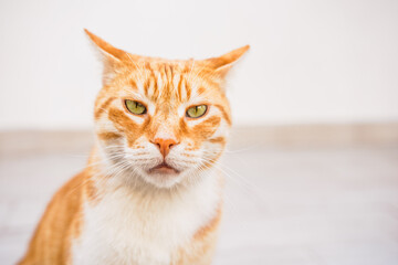 Big red tabby homeless surviving cat. Beautiful animal seek shelter. Stray, abandoned creature on street of village. Sad, lonely, helpless pet cat need rescue care. Desperate hope for home finding