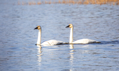 Trumpeter Swans - Alcona Dam Pond - AuSable River Wild & Scenic