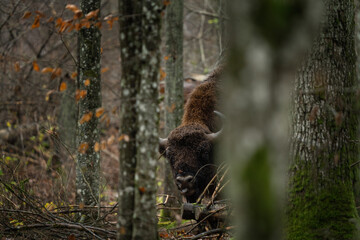 European bison during rain in Bialowieza national park. The zubr on the meadow. Huge bull is resting between trees in Poland. 