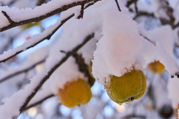 An orchard during severe frosts and snowfalls. The concept of nutrition and food supply