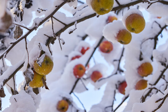 An orchard during the elements and bad weather. A large layer of snow on apples