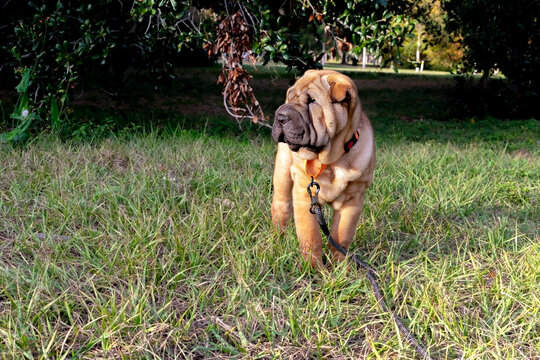 Photo of a 2 month old male Chinese Shar-Pei puppy. This dog was traditionally kept as a property guardian in Southern China and was at the edge of extinction in the 20th century. 
