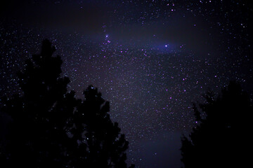 Fototapeta premium purple night sky with trees and stars