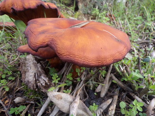 brown mushroom on green vegetation