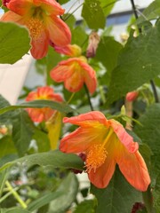Orange Flower