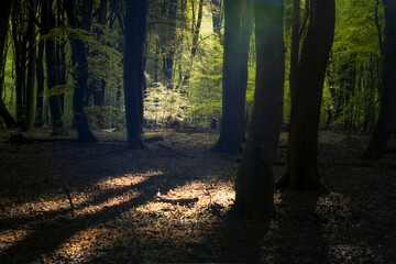Sunlight in green beech forest in Dutch woods