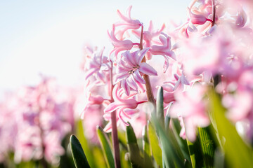 Bulb field full of purple flowering hyacinths in the bulb region in the Netherlands.