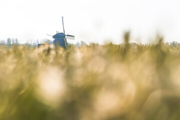 Bulb fields with blooming hyacinths and typical Dutch windmill in the background - obrazy, fototapety, plakaty