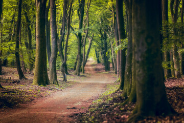 Path with Dirth in middle of wooden  forrest, surrounded by green bushes leaves