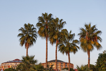 Fototapeta na wymiar Palm trees over the roofs in a resort town at sunset, Turkey.
