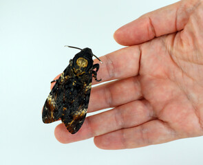 Death head moth Acherontia atropos on hand close up, sphingidae, breeding butterflies, lepidoptera