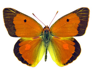 Orange butterfly isolated on white. Colias aurorina macro, pieridae, collection butterflies,...