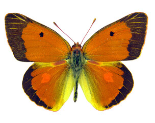 Fototapeta premium Pomarańczowy motyl wyizolowany na białym. Colias aurorina macro, pieridae, kolekcja motyli, entomologia, motyle