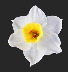 Fototapeta na wymiar Narcissus daffodil flower isolated on black background closeup macro, lovely beautiful spring flowers