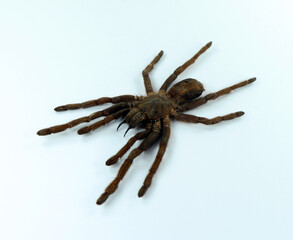 Giant black spider tarantula isolated on white. Erypelma spinius macro close up, arachnidae, collection insect, horror, halloween