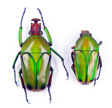 Green flower beetles isolated on white, Cyprolais hornimanni macro close up, collection beetles, cetoniidae, insects, colorful beetle