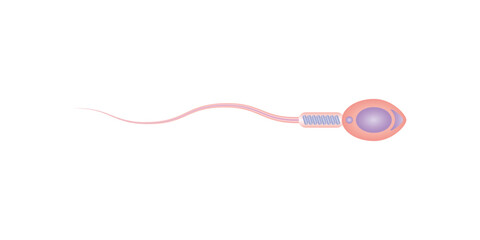 Human Sperm Diagram Scientific Design. Vector Illustration.