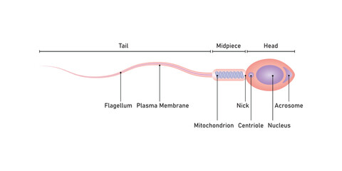 Human Sperm Diagram Scientific Design. Vector Illustration.