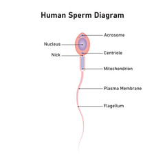 Obraz premium Human Sperm Diagram Scientific Design. Vector Illustration.