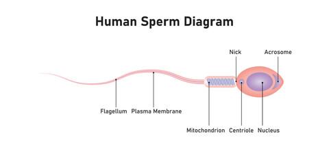 Human Sperm Diagram Scientific Design. Vector Illustration. - obrazy, fototapety, plakaty