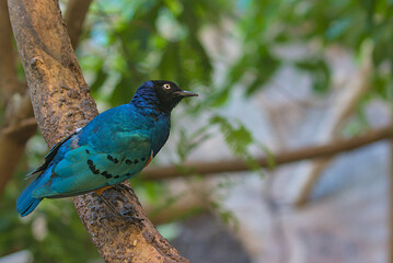 Beautiful colorful superb starling bird. Shiny starlings have colored plumage of blue, greenish and violet with a metallic sheen, the chest and belly with a yellow, red tint.