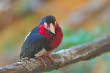 Bearded Barbet - African Barbet sitting on a branch. Barbets are near passerine birds with a...