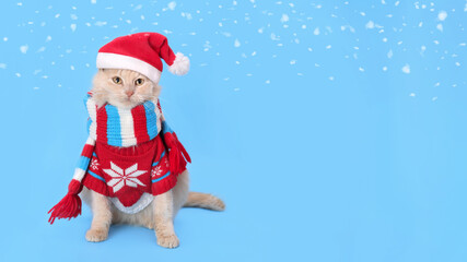 Studio portrait of a ginger cat against a blue background. Cat wearing warm red sweater, scarf and Santa Claus xmas red cap. Beautiful Cat in winter clothes. Happy New Year 2024. Merry Christmas. Snow