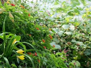 Blumenbeet