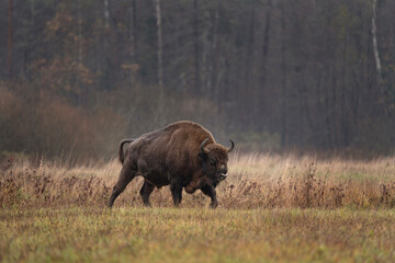 European bison during rain in Bialowieza national park. The zubr on the meadow. Huge bull is...