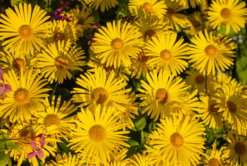 Fototapeta premium Leopard's Bane Doronicum Orientale flowering in a garden. Leopard's bane. Yellow Doronicum flowers background.