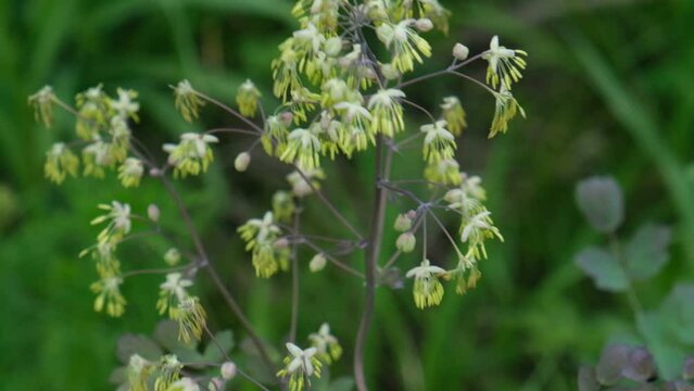 Summer meadow, fragile flower,  Dioecious Pigamon, also called Early meadow-rue, Thalictrum dioicum
