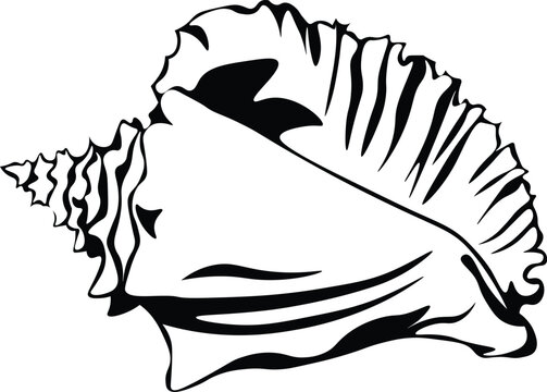 Cartoon Black and White Isolated Illustration Vector Of A Conch Shell