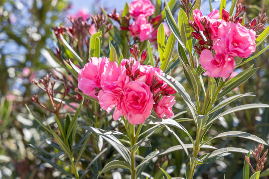 Red flowers azalia with green leaves grows in a garden in summer