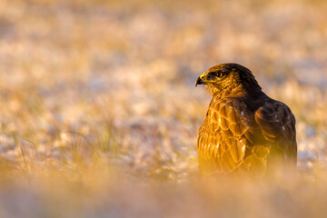 red tailed hawk
