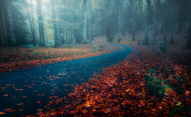 A road in the Cansiglio forest during autumn foliage in a foggy day. Orange leaves in the foreground, trees in the mist in the background.