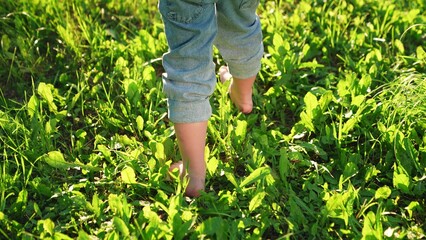 Childs feet walking in summer on green grass, sunset. Childs feet are walking barefoot on green grass park. Kid walks barefoot on green lawn in backyard in summer, closeup. Happy family, healthy child