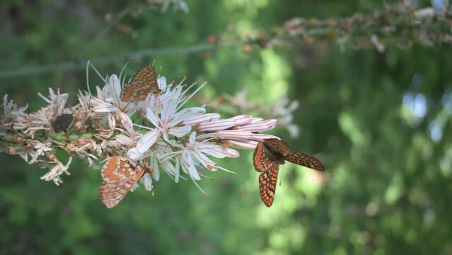 Red Wave Maiden Euphydryas aurinia butterflies perched eating pollen nectar from white flower of Asphodelus aestivus White Gamon in vertical