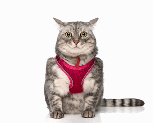 adorable tabby cat looking forward and sitting while wearing pink harness